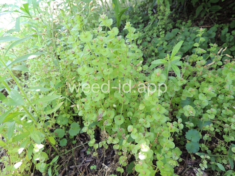 venuslookingglass, common